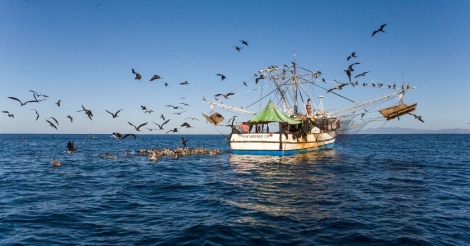 pesca de camarón