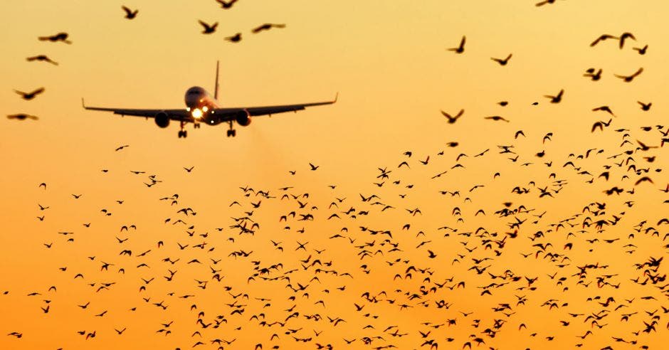 migración aves vuelos