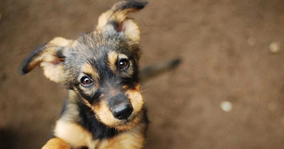 territorio de zaguates campaña adopción alimentos