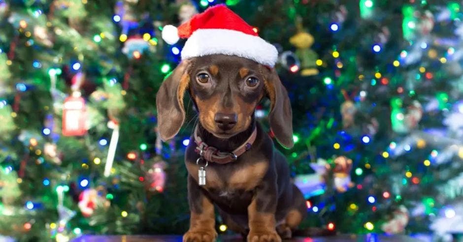 mascota, alimentos, Navidad, veterinario, vida, peligro