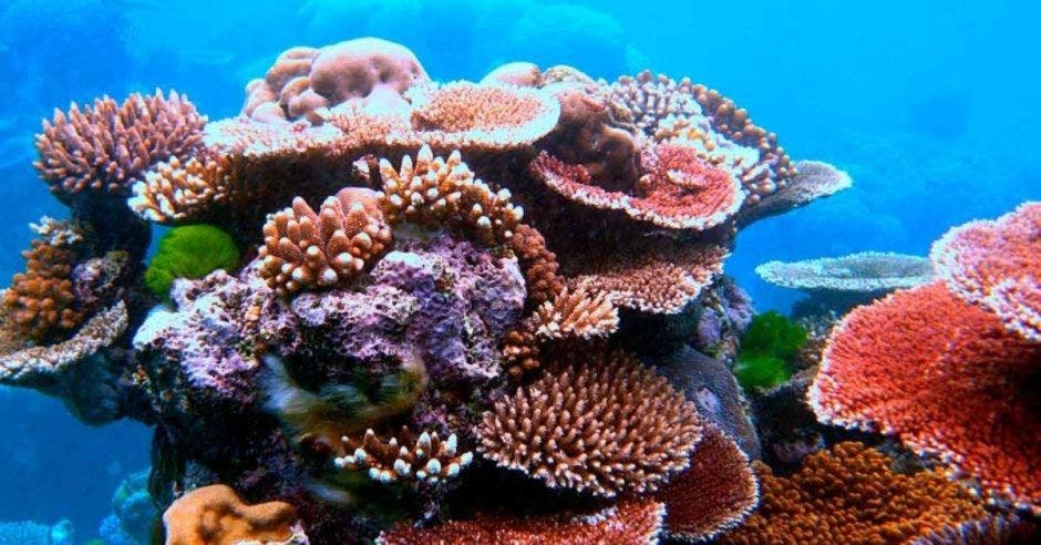 corales Costa Rica