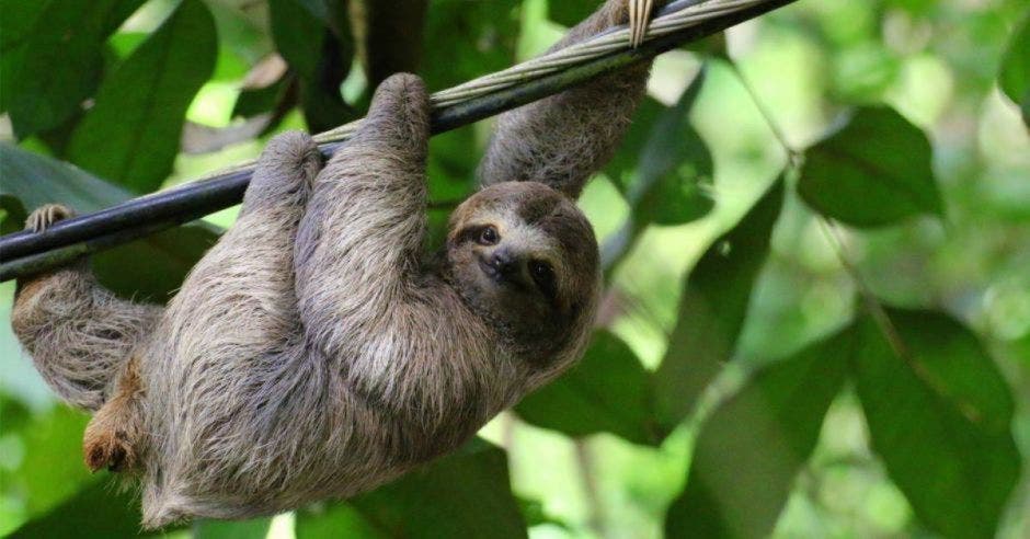 El “Hábitat y centro de cuido para osos perezosos”, nace como una colaboración entre Rainforest Adventures y el Santuario de Perezosos de Penshurt ubicado en Limón.Archivo/La República.