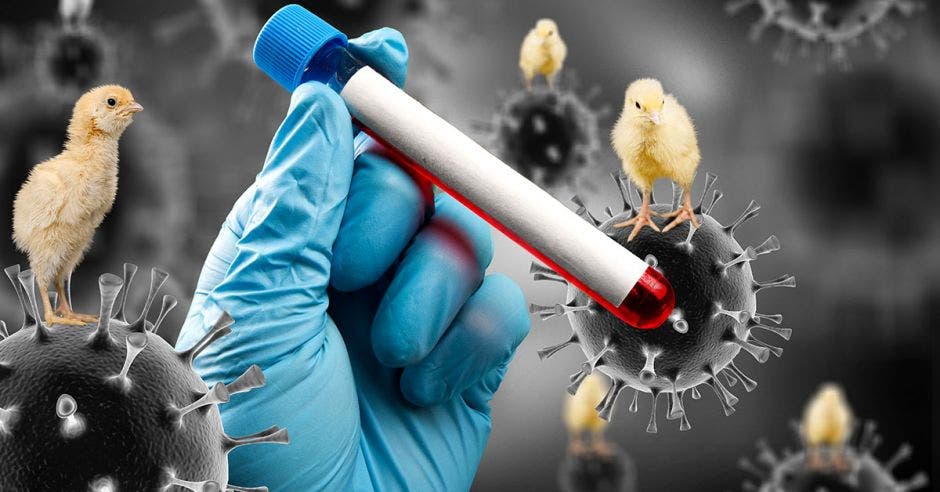 Influenza Aviar H5N1