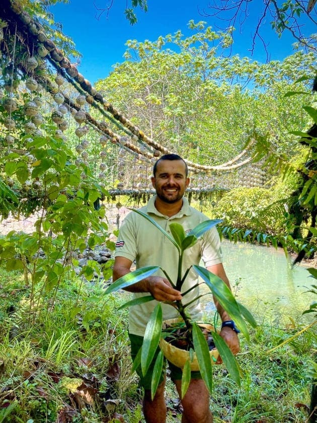 Isla del coco nueva planta