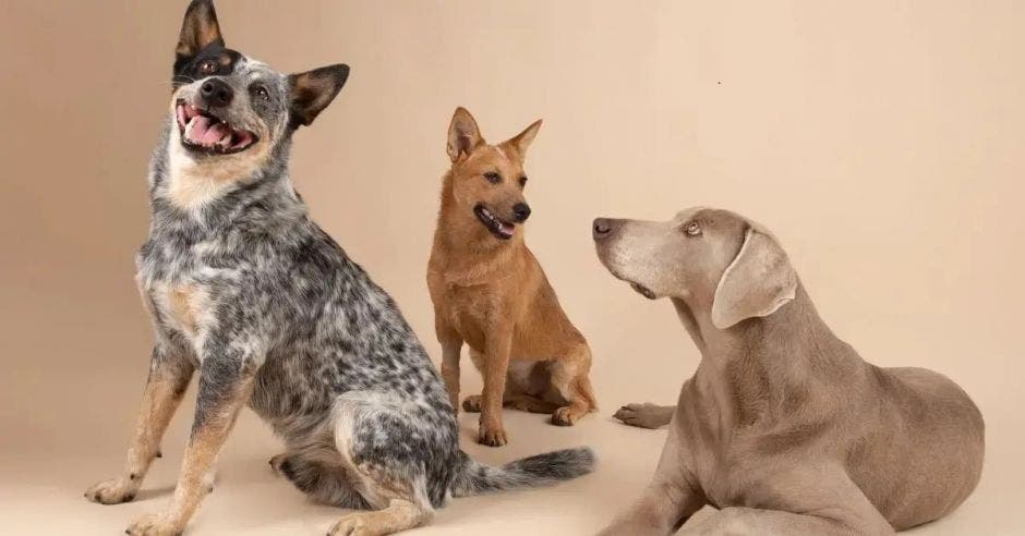 gusano del corazón, perros, parásito, salud, veterinario