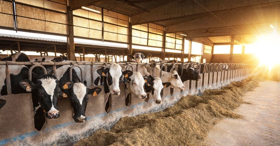 alzas materia prima presencia fenómenos climatológicos zona tropical afectan forma negativa productores leche costarricenses limita crecimiento producción datos cámara nacional productores de leche crisis contenedores guerra ucrania
