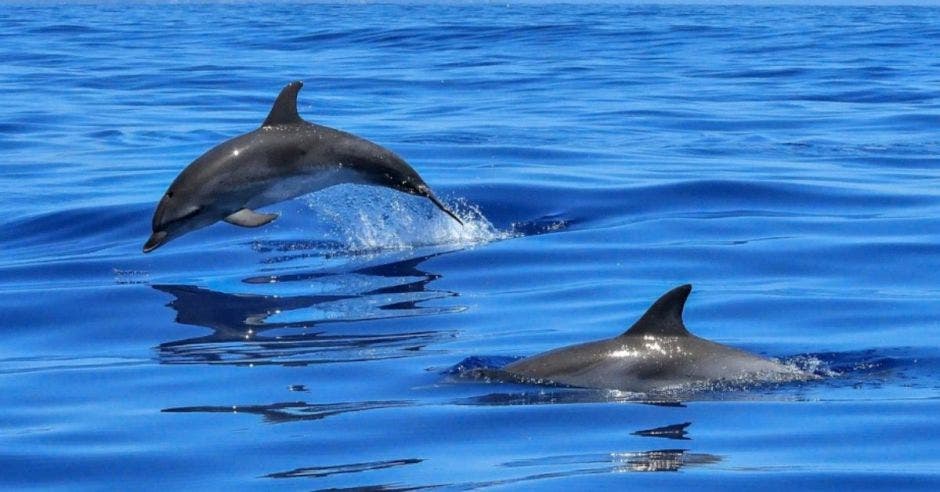 Delfines