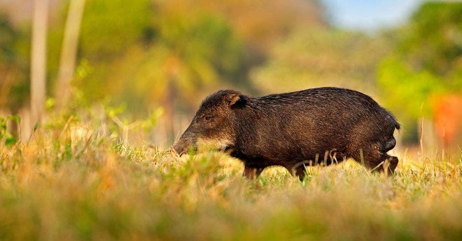 chanchos de monte