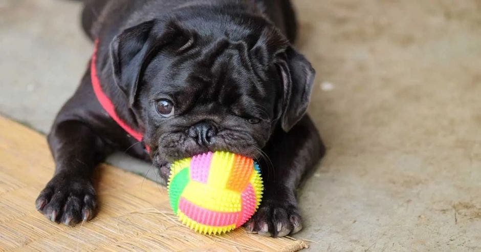 perros, parásitos, mascotas, cuidados