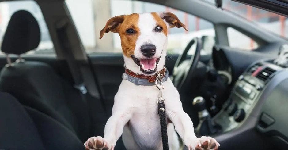 perros, asistencia, Federación Canina de Costa Rica