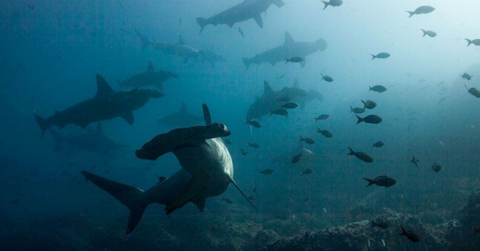 tiburones