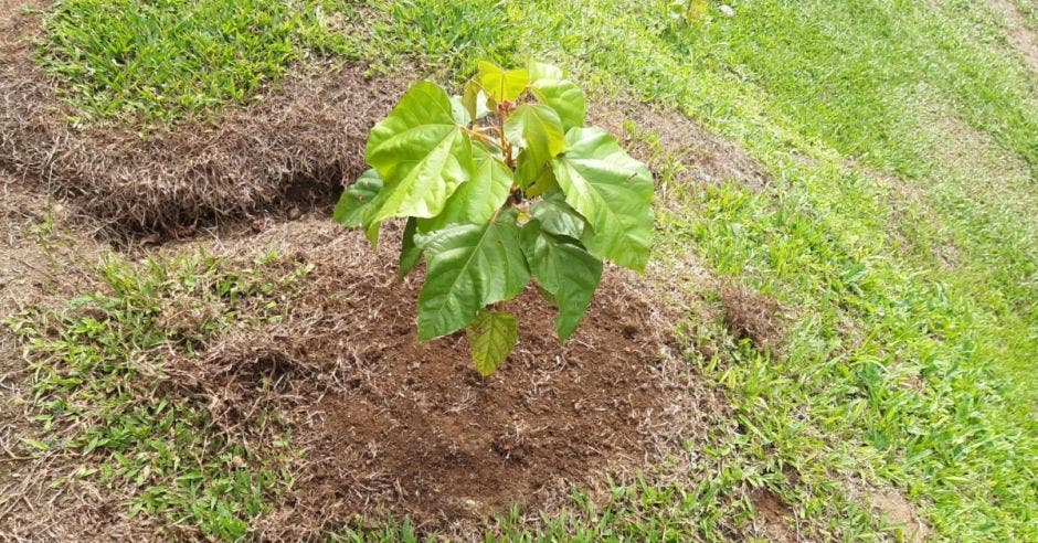 Planta Mi Árbol