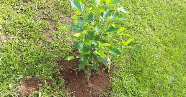 Planta Mi Árbol