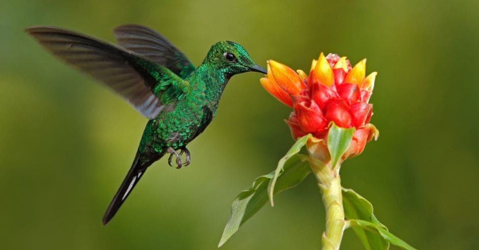 Colibrí