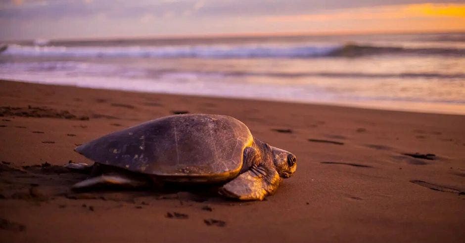 arribada tortugas Ostional