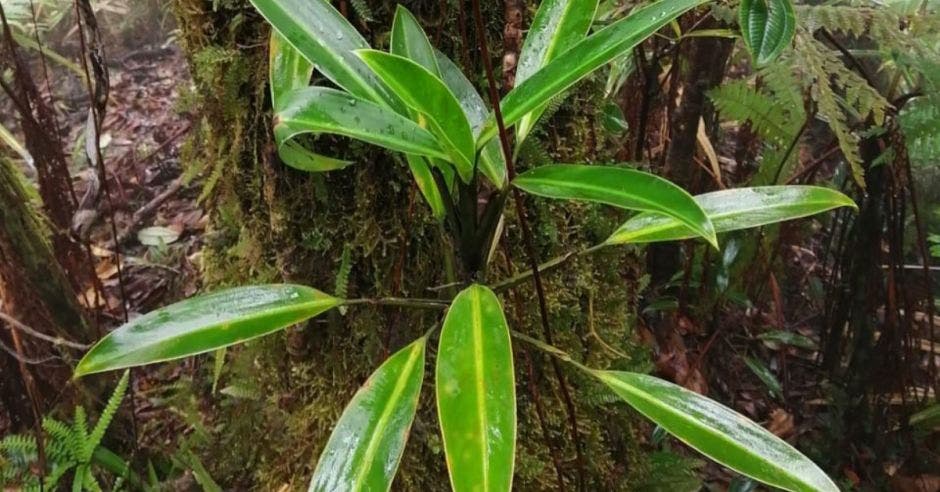 plantas Costa Rica