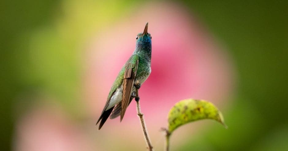 Colibrí