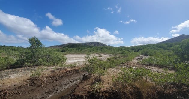 manglar La Cruz