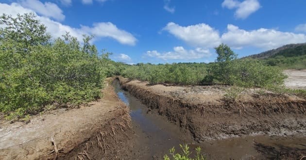 Manglar Guanacaste