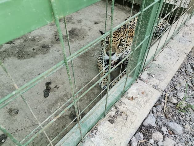 Jaguar