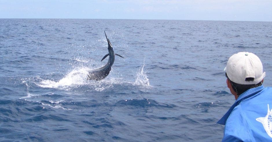 pesca pez vela
