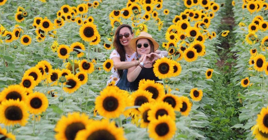 girasoles costa rica