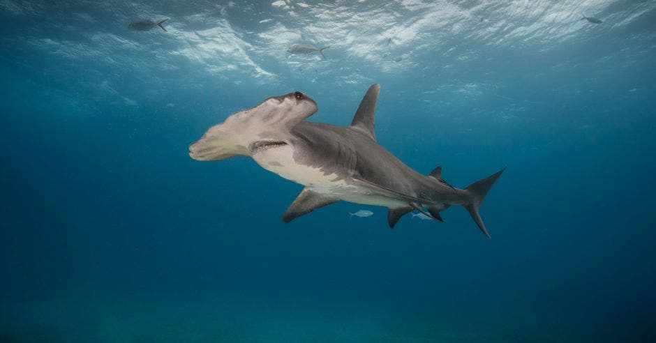 Tiburón martillo