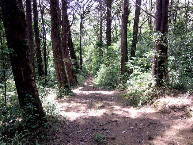 Bosque de la Hoja