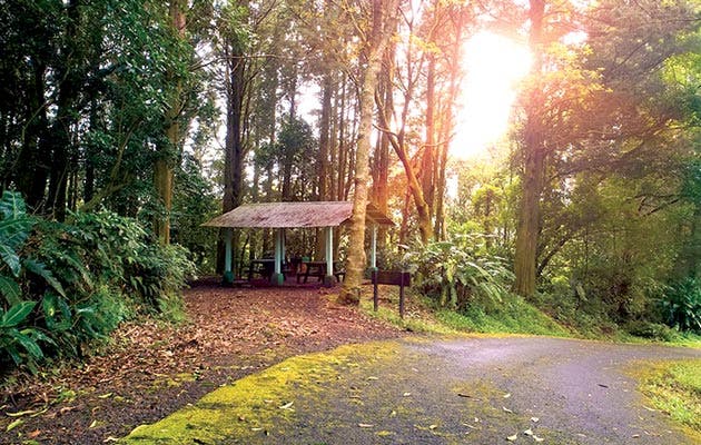 Bosque del Niño