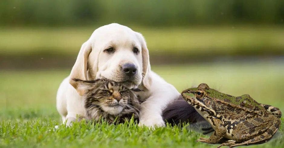 temporada lluviosa frecuente proliferación sapos representan grandes amenazas perros gatos dada letalidad veneno dichos anfibios animales domésticos