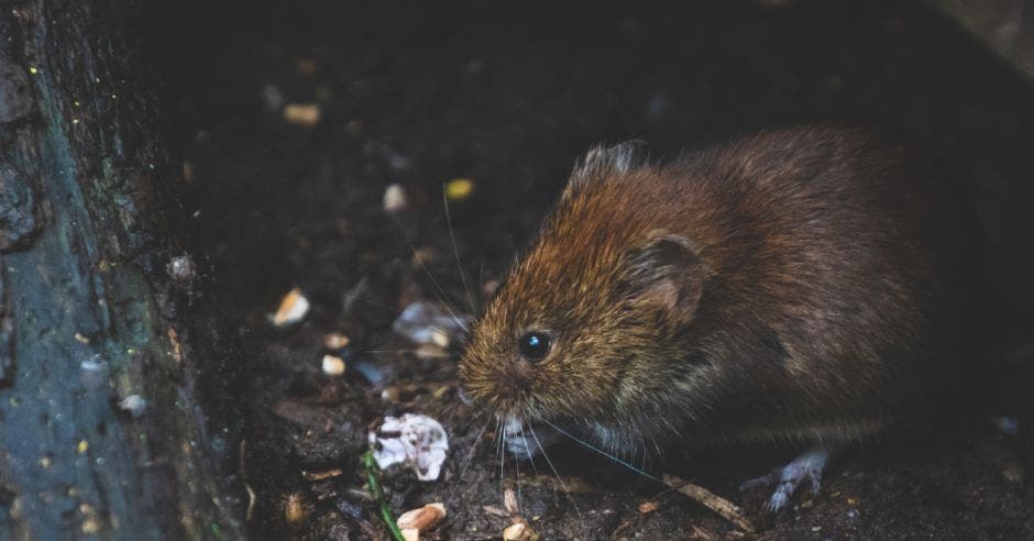 tres personas murieron rickettsiosis enfermedad transmitida pulgas garrapatas según inciensa