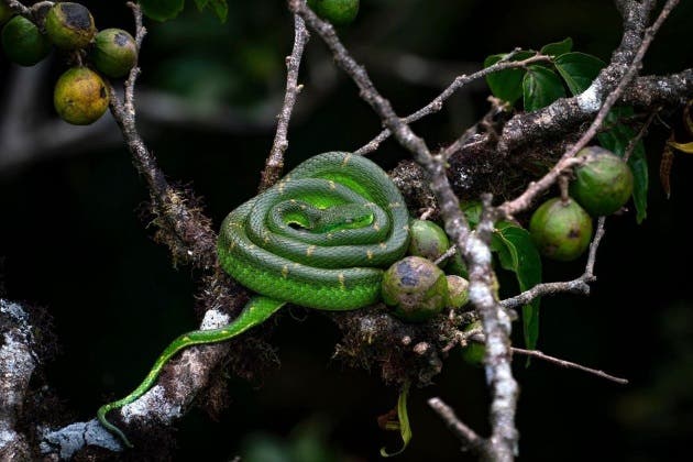 Monteverde NatGeo