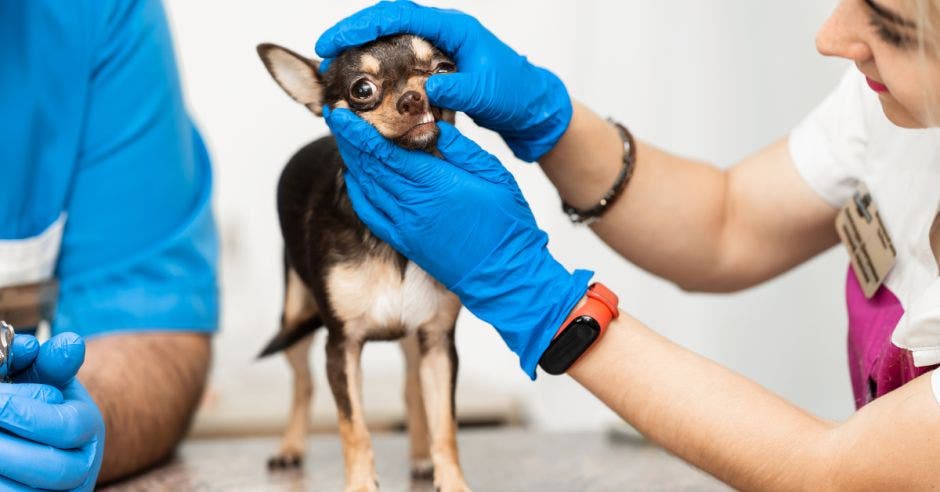 Conozca las enfermedades más comunes en mascotas y como evitarlas.Canva/La Repúbica