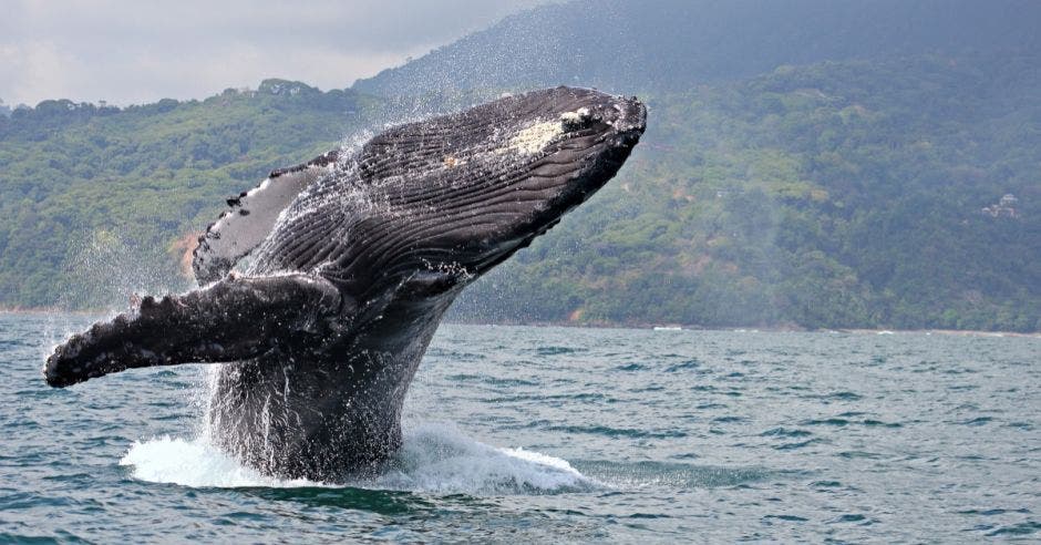 Golfo Dulce ballenas