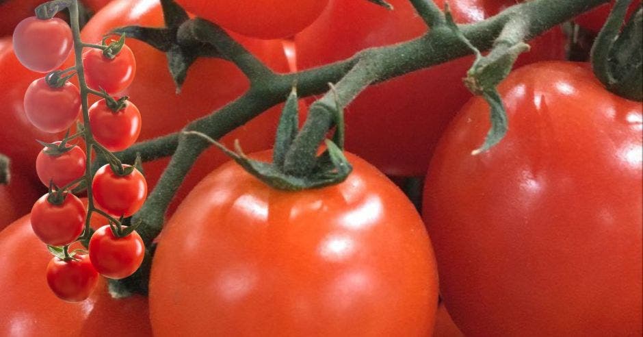 Tomate