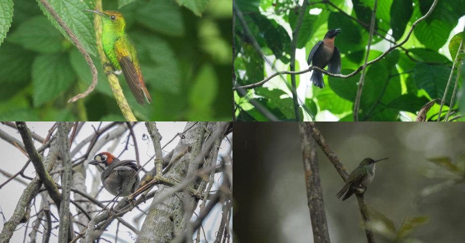 aves fincas Costa Rica
