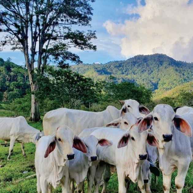 Foto cortesía de Hacienda Orosi