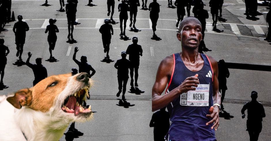 maraton perro