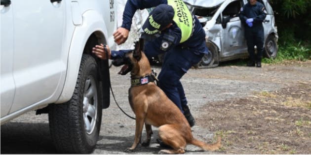 Los animales están entrenados para detectar olores. Cortesía/La República.