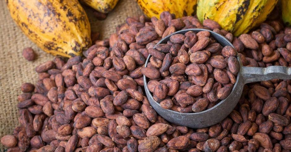 cacao Costa Rica