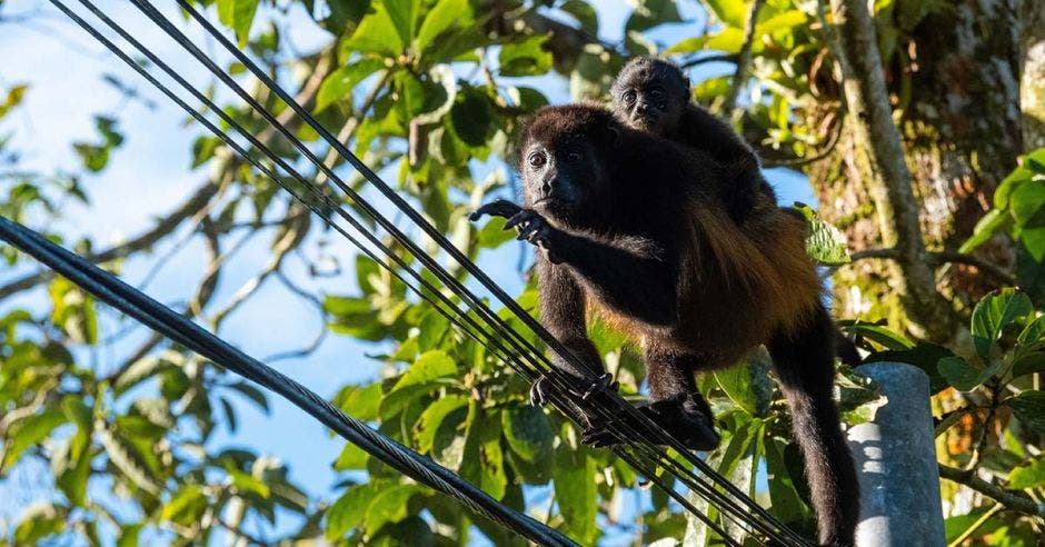 Coopeguanacaste R.L monos perezosos electrocuciones