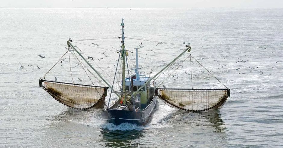 91,3% costarricenses se opone pesca arrastre captura especies camarón aguas profundas reveló encuesta realizada instituto estudios sociales población Universidad Nacional Idespo UNA