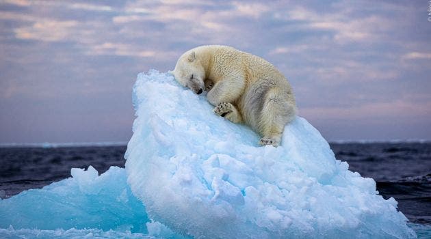 Un oso duerme en Noruega. Esta es otra de las fotografías. Cortesía/La República.