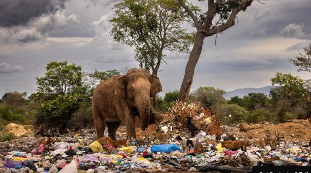 Un elefante busca vegetales en un basurero en Sri Lanka. Cortesía/La República