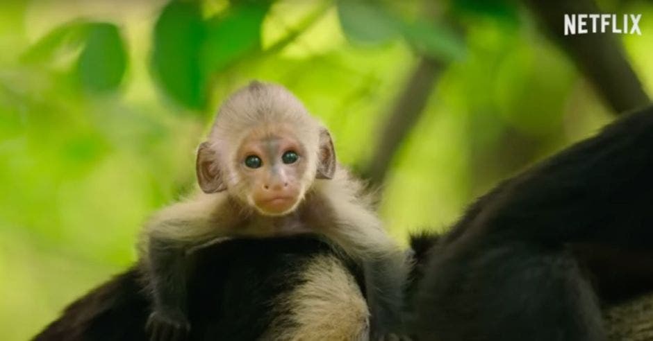 Específicamente en Costa Rica, se grabó la vida de Chico, un monito capuchino de Guanacaste.  Cortesía/La República.