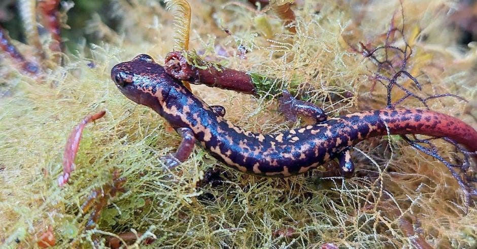 anuncio investigadores costarricenses descubrimiento nueva especie salamandra ha llamado atención comunidad científica internacional