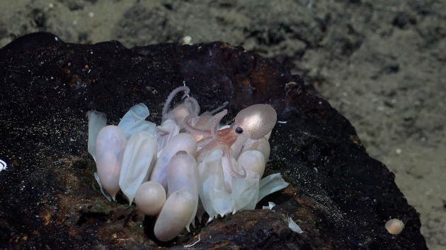 nuevas especies de pulpo Costa Rica