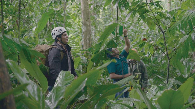 uso inteligencia artificial herramientas machine learning recabar datos punto inflexión evitar desaparición lapa verde costa rica