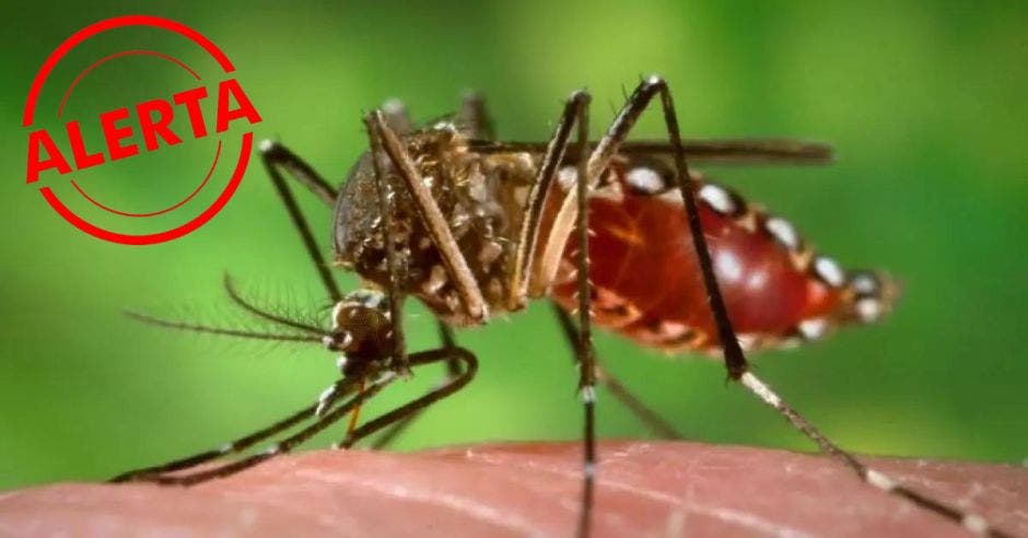 total 4.787 diagnósticos positivos dengue reportados todo el país según autoridades salud alajuela puntarenas san josé mayor índice casos