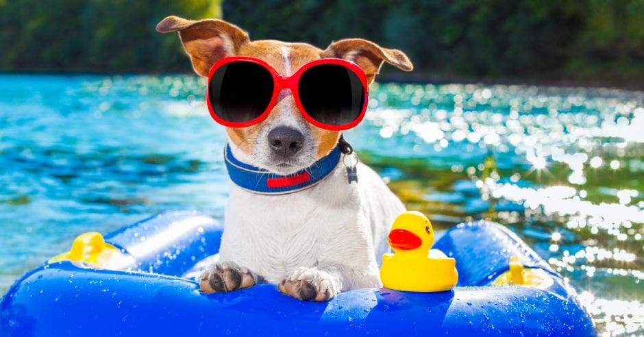 Muchas mascotas también irán a pasear esta Semana Santa. Canva/La República